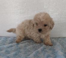 Shih-poo puppies Image eClassifieds4U