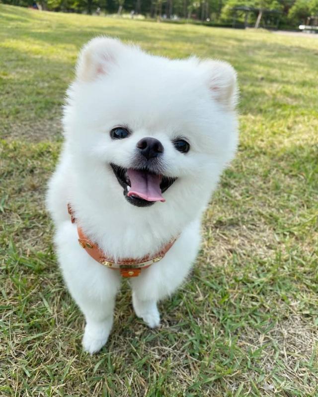Pomeranian puppies available in good health condition for new homes Image eClassifieds4u