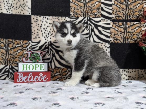 Pomsky puppies Image eClassifieds4u