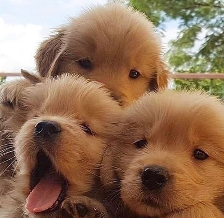 Prodigious Golden Retriever Puppies for a Good Homes. Image eClassifieds4u