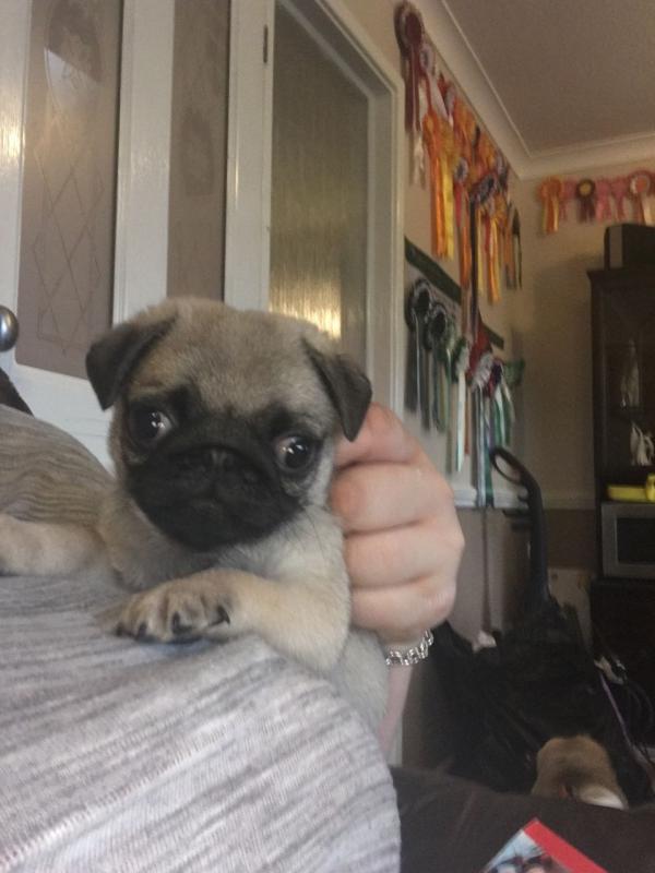 Pug puppies Image eClassifieds4u