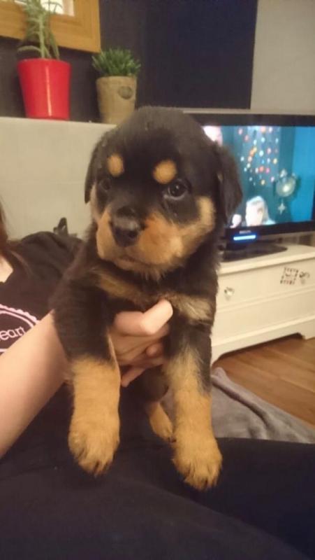 Rottweiler puppies, male and female for adoption Image eClassifieds4u