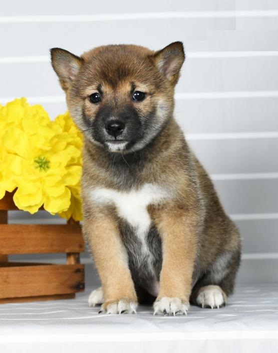 Shiba Inu puppies Image eClassifieds4u