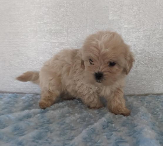 Shih-poo puppies Image eClassifieds4u