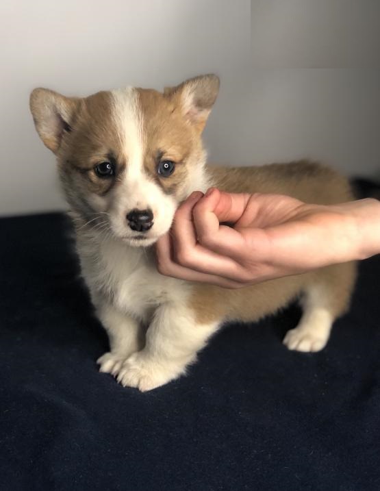 Welsh Corgi puppies Image eClassifieds4u