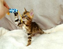 Beautiful Bengal kittens for adoption.