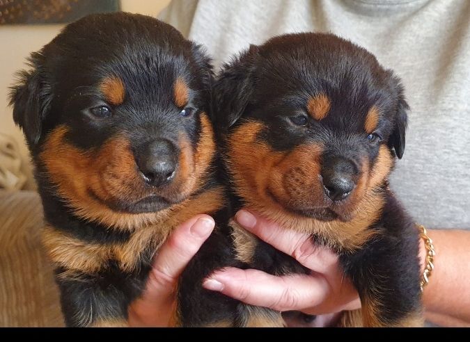 Chunky pure rottweiler pups Image eClassifieds4u