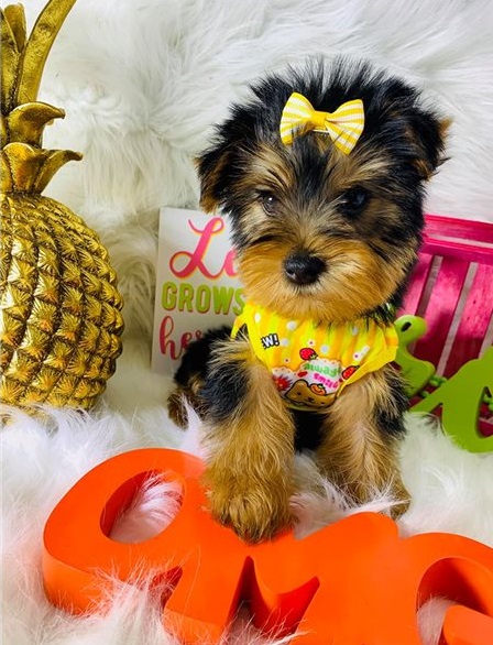 Cute yorkies Puppies for adoption Image eClassifieds4u