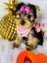 lovely yorkies Puppies for adoption Image eClassifieds4U