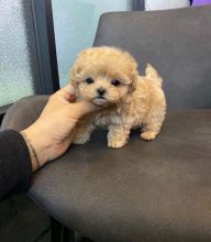Cute and lovely poodle puppies for adoption