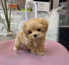 Cute and lovely poodle puppies for adoption