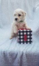 Health and playful male and female Bichon Frise Puppies For Sale, Text +1 (270) 560-7621