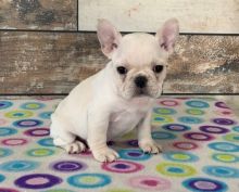 Healthy French Bulldog Puppies For Sale, Text +1 (270) 560-7621