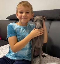 Male and female Italian Greyhound Puppies available (mccauley.cauley@gmail.com)