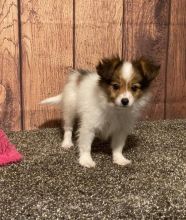 Papillon Puppies For Sale, Text +1 (270) 560-7621