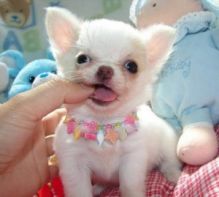 Precious chihuahua puppies for adoption