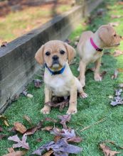 Puggle Puppies For Sale, Text +1 (270) 560-7621