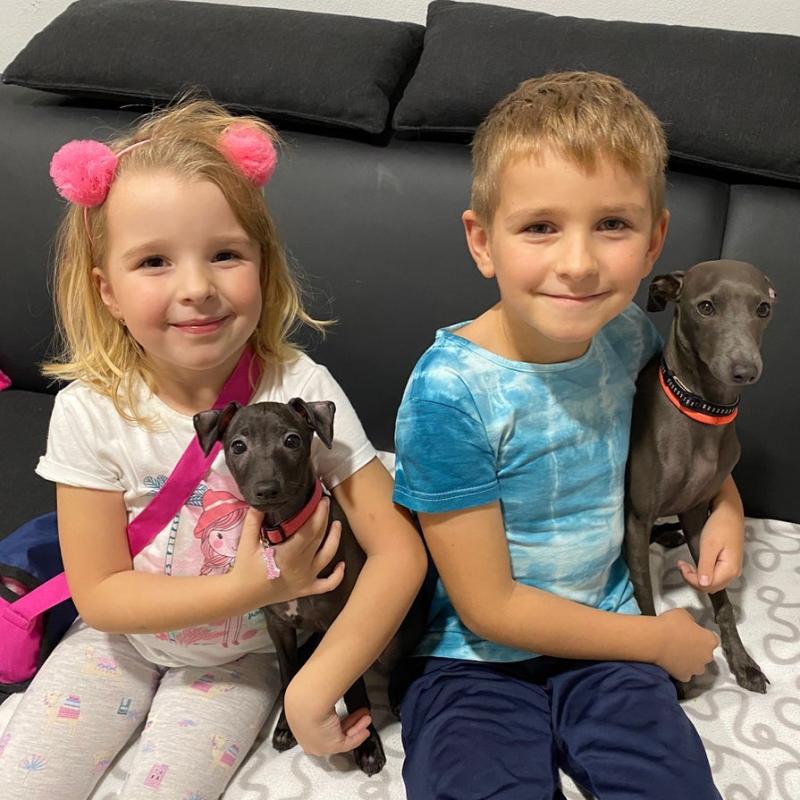 Adorable Italian Greyhound Puppies available (mccauley.cauley@gmail.com) Image eClassifieds4u