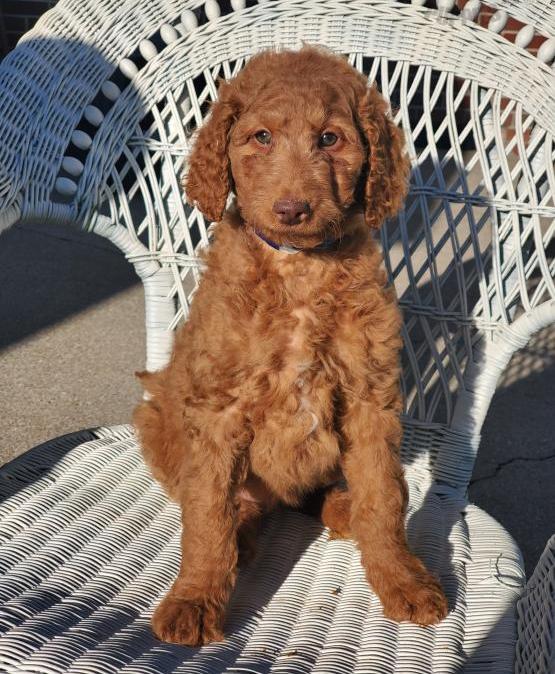 Goldendoodle Puppies For Sale, Text +1 (270) 560-7621 Image eClassifieds4u