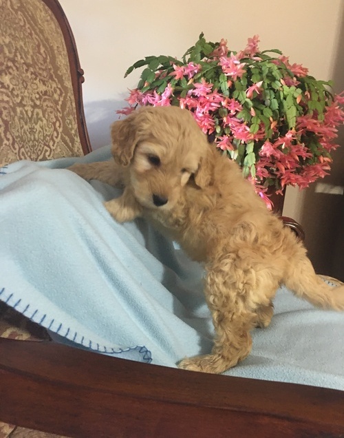 Goldendoodle Puppies For Sale, Text +1 (270) 560-7621 Image eClassifieds4u