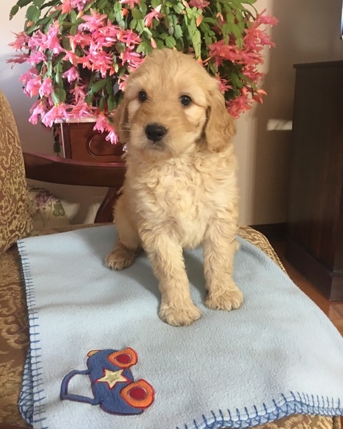 Goldendoodle Puppies For Sale, Text +1 (270) 560-7621 Image eClassifieds4u