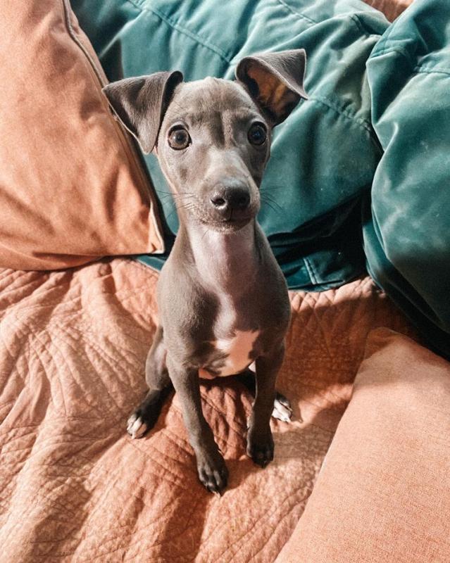 Gorgeous AKC Italian Greyhound Puppies for adoption (mccauley.cauley@gmail.com) Image eClassifieds4u