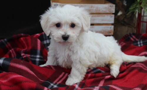 Health and playful male and female Bichon Frise Puppies For Sale, Text +1 (270) 560-7621 Image eClassifieds4u