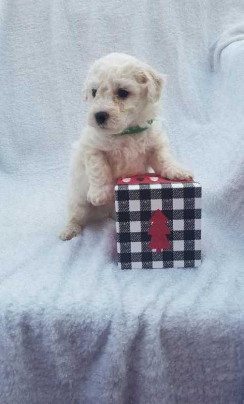 Health and playful male and female Bichon Frise Puppies For Sale, Text +1 (270) 560-7621 Image eClassifieds4u