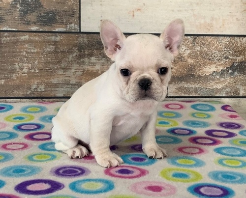 Healthy French Bulldog Puppies For Sale, Text +1 (270) 560-7621 Image eClassifieds4u