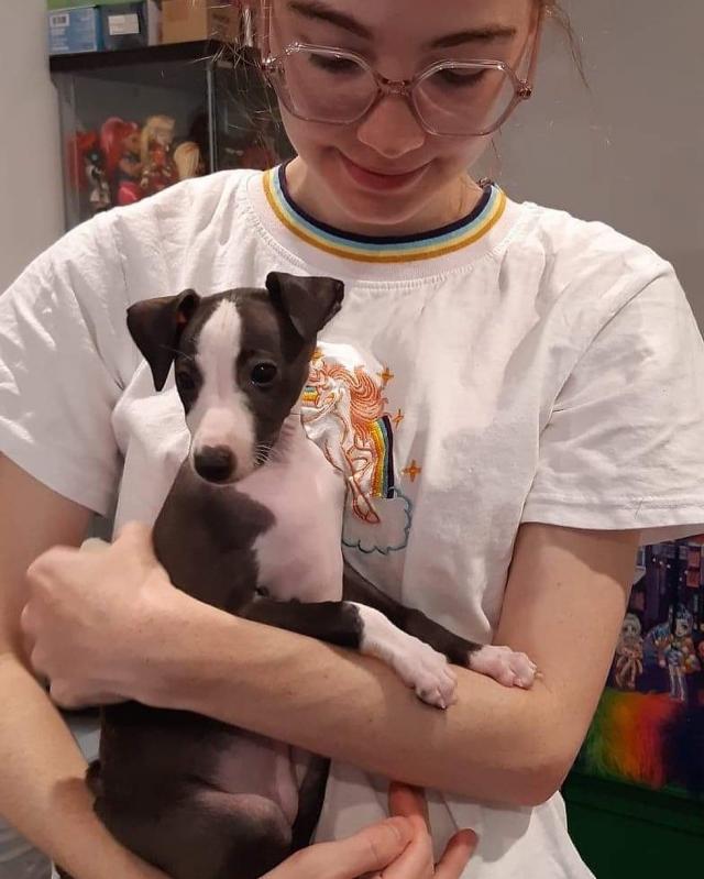 Lovely blue Italian Greyhound Puppy available (mccauley.cauley@gmail.com) Image eClassifieds4u