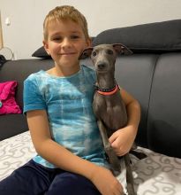 Adorable Italian Greyhound Puppies available (mccauley.cauley@gmail.com) Image eClassifieds4u 2