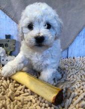 Health and playful male and female Bichon Frise Puppies For Sale, Text +1 (270) 560-7621 Image eClassifieds4u 2