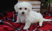 Health and playful male and female Bichon Frise Puppies For Sale, Text +1 (270) 560-7621 Image eClassifieds4u 3
