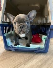 Healthy French Bulldog Puppies For Sale, Text +1 (270) 560-7621 Image eClassifieds4u 3