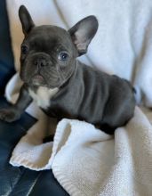 Healthy French Bulldog Puppies For Sale, Text +1 (270) 560-7621 Image eClassifieds4u 4