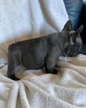 Healthy French Bulldog Puppies For Sale, Text +1 (270) 560-7621 Image eClassifieds4u 2