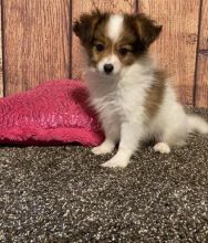 Papillon Puppies For Sale, Text +1 (270) 560-7621 Image eClassifieds4u 2