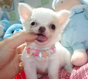 Precious chihuahua puppies for adoption Image eClassifieds4u