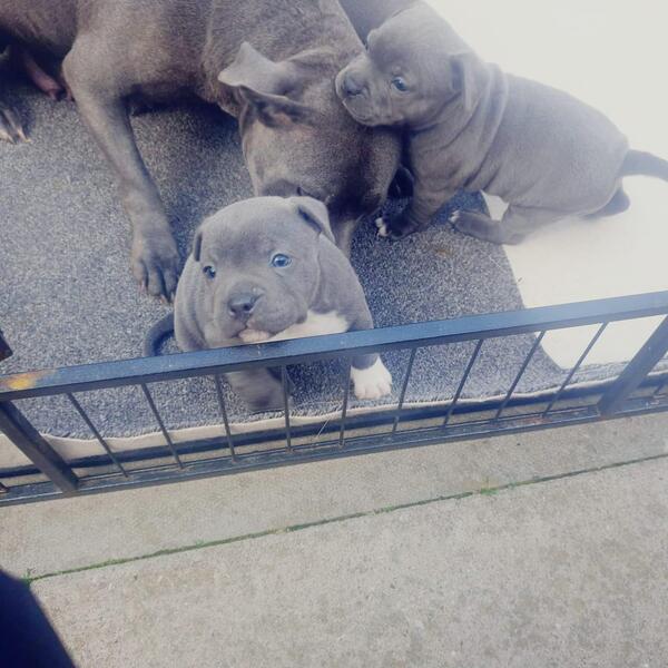 Blue Staffordshire Bull Terrier Image eClassifieds4u
