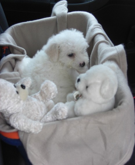 Excellent Bichon Frise Puppies Last 3 available! Image eClassifieds4u