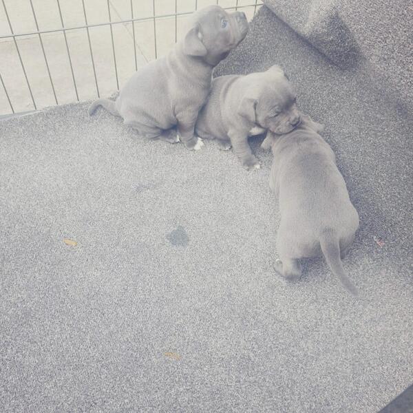 Gorgeous Staffordshire Bull Terrier puppies. Image eClassifieds4u