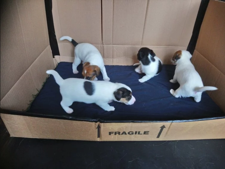 ❤️❤️ Jack Russell Terrier Puppies ❤️❤️ Girl & Boy ❤️ ❤️ Image eClassifieds4u