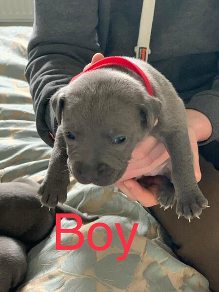 Loyal Staffordshire Bull Terrier Puppies Image eClassifieds4u