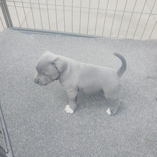 Marvelous Staffordshire Bull Terrier Image eClassifieds4u