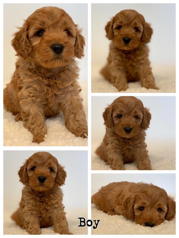 OUTSTANDING CKC MALE AND FEMALE CAVAPOO PUPPIES Image eClassifieds4u