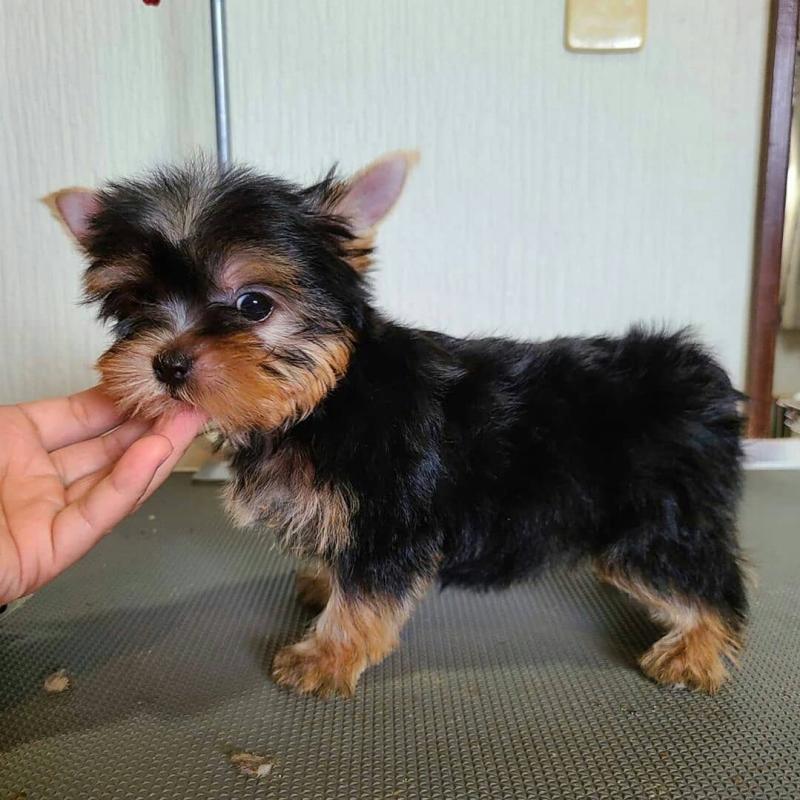 Precious Yorkshire Terrier Puppies Image eClassifieds4u