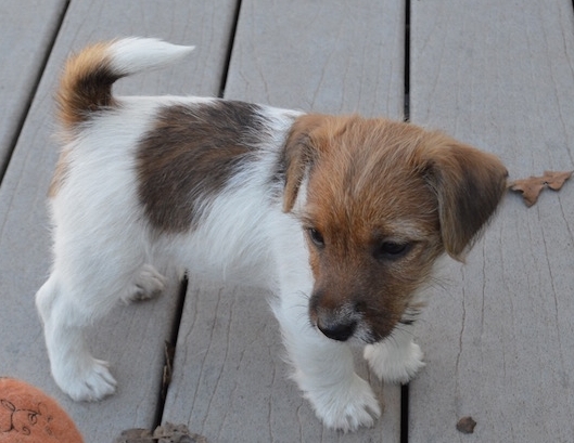 ❤️Superb Jack Russell Terriers, Healthy Happy, Ready❤️ Image eClassifieds4u