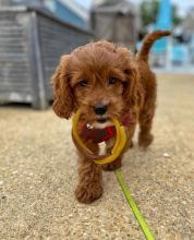 9 weeks old Cavapoo Pups *Trained*