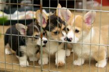 AFFECTIONATE C.K.C PEMBROKE WELSH CORGI PUPPIES