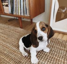 Amazing Male and female basset hound puppies,